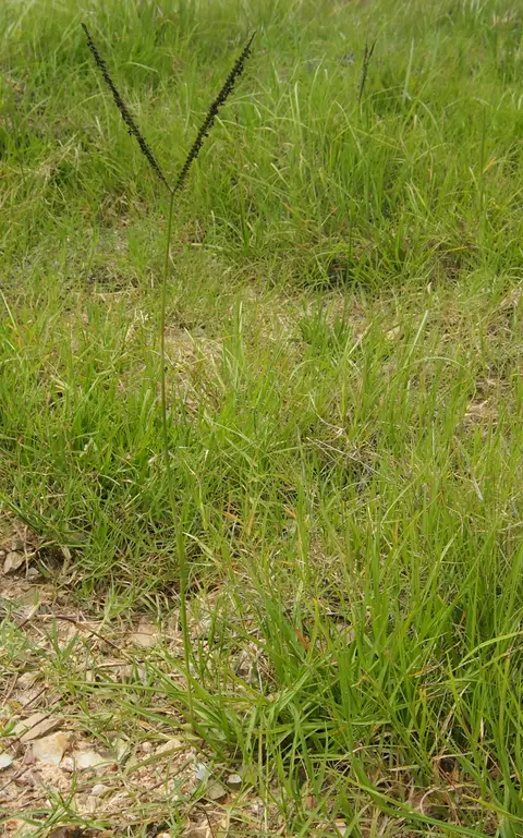 Bahiagrass foliage with its distinctive V-shaped, two-branched seed head