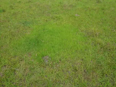 A mature bahiagrass stand forming a coarse, open turf
