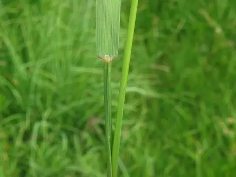 Macro close-up of a bentgrass leaf blade and collar against a soft, fine-textured canopy
