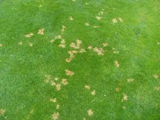 Bentgrass turf showing small tan dollar-spot disease patches scattered across the green canopy