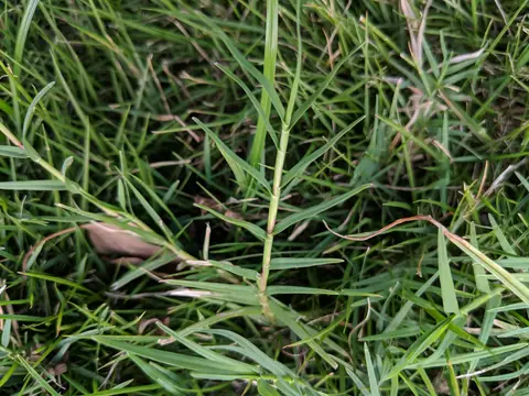 Top-down close-up of bermudagrass blades along stolons, showing the fine-textured canopy