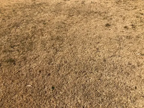A dormant bermudagrass lawn in late winter, showing its tan and brown off-season colour