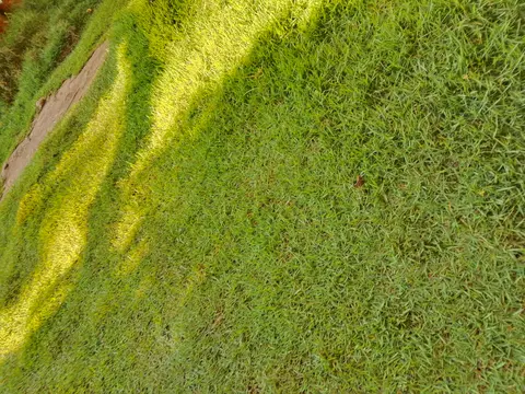 A dense, mown bermudagrass lawn in full green summer colour, with a visible mowing edge