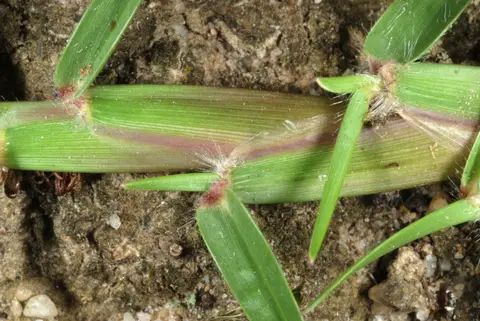 Macro close-up of an apple-green centipedegrass leaf blade and sheath, showing its purple-tinged collar