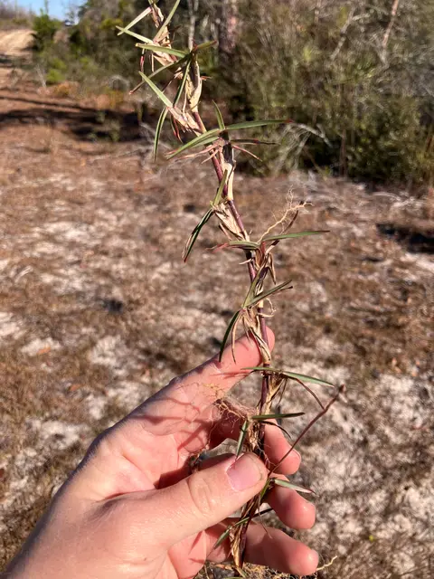 A dormant centipedegrass stolon in late winter, showing tan and reddish-purple cold-damaged foliage