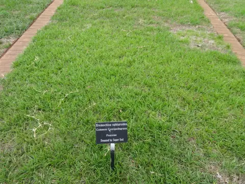 A mature, apple-green centipedegrass turf plot at a university research garden