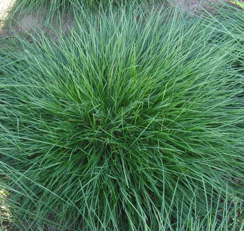 Close-up of a dense tuft of fine fescue showing its needle-like leaf blades