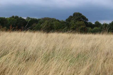 An unmowed fine fescue stand gone summer-dormant, showing its straw-brown off-season colour