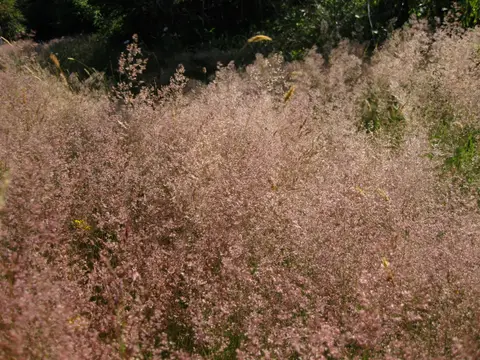 A wispy, fine-textured stand of fine fescue in flower
