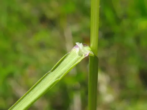 Macro close-up of a Kentucky bluegrass leaf blade showing its surface and ligule