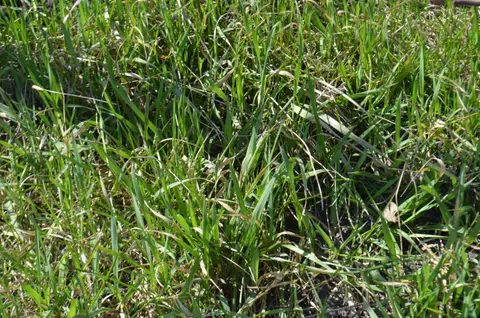 A dense, ground-level view of a Kentucky bluegrass lawn