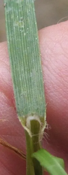 A perennial ryegrass leaf blade held up to show its prominent parallel veins and ligule