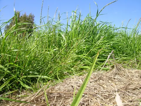 A dense, mature stand of perennial ryegrass foliage