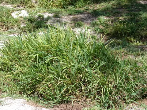 Close-up of a St. Augustinegrass clump showing its broad, flat, coarse leaf blades