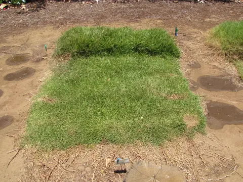 A wide view of a managed St. Augustinegrass turf plot showing its dense, coarse-bladed texture