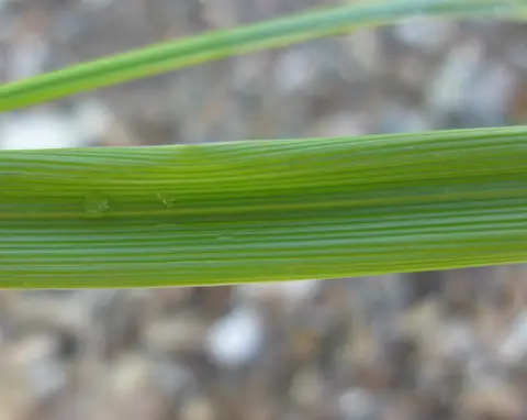Close-up of a tall fescue leaf blade showing its strongly ribbed surface