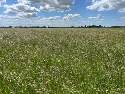 A dense, unmown stand of tall fescue filling a field under open sky