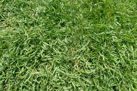 Top-down close-up of a dense green zoysiagrass canopy showing its fine leaf texture