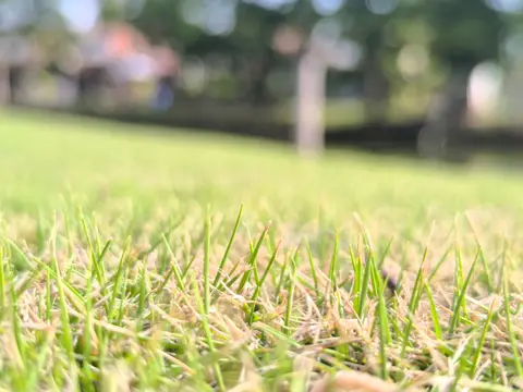 A wide, low-angle view of an established residential zoysiagrass lawn, green blades over tan thatch